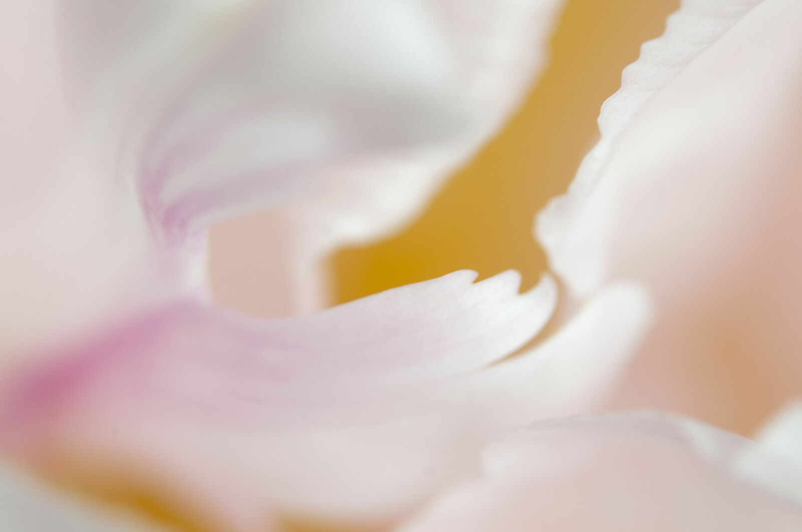 Alexander Kurlovich. Portfolio. MacroAbstract 2022. Untitled