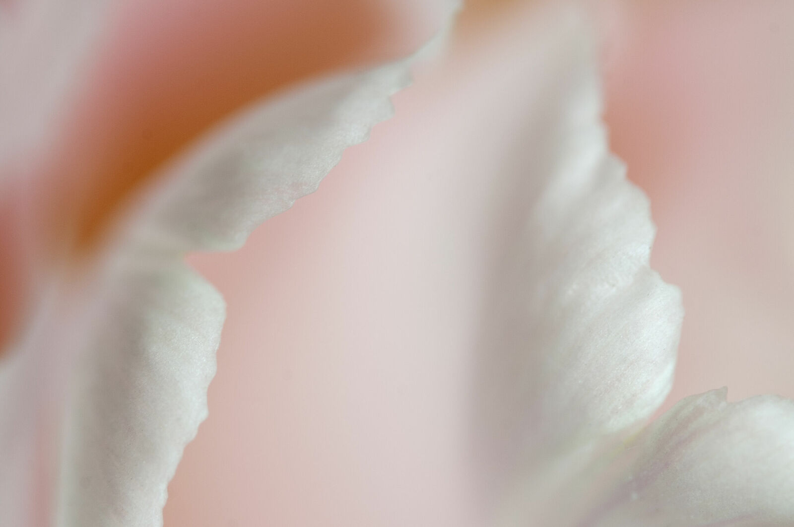 Alexander Kurlovich. Portfolio. MacroAbstract 2022. Untitled