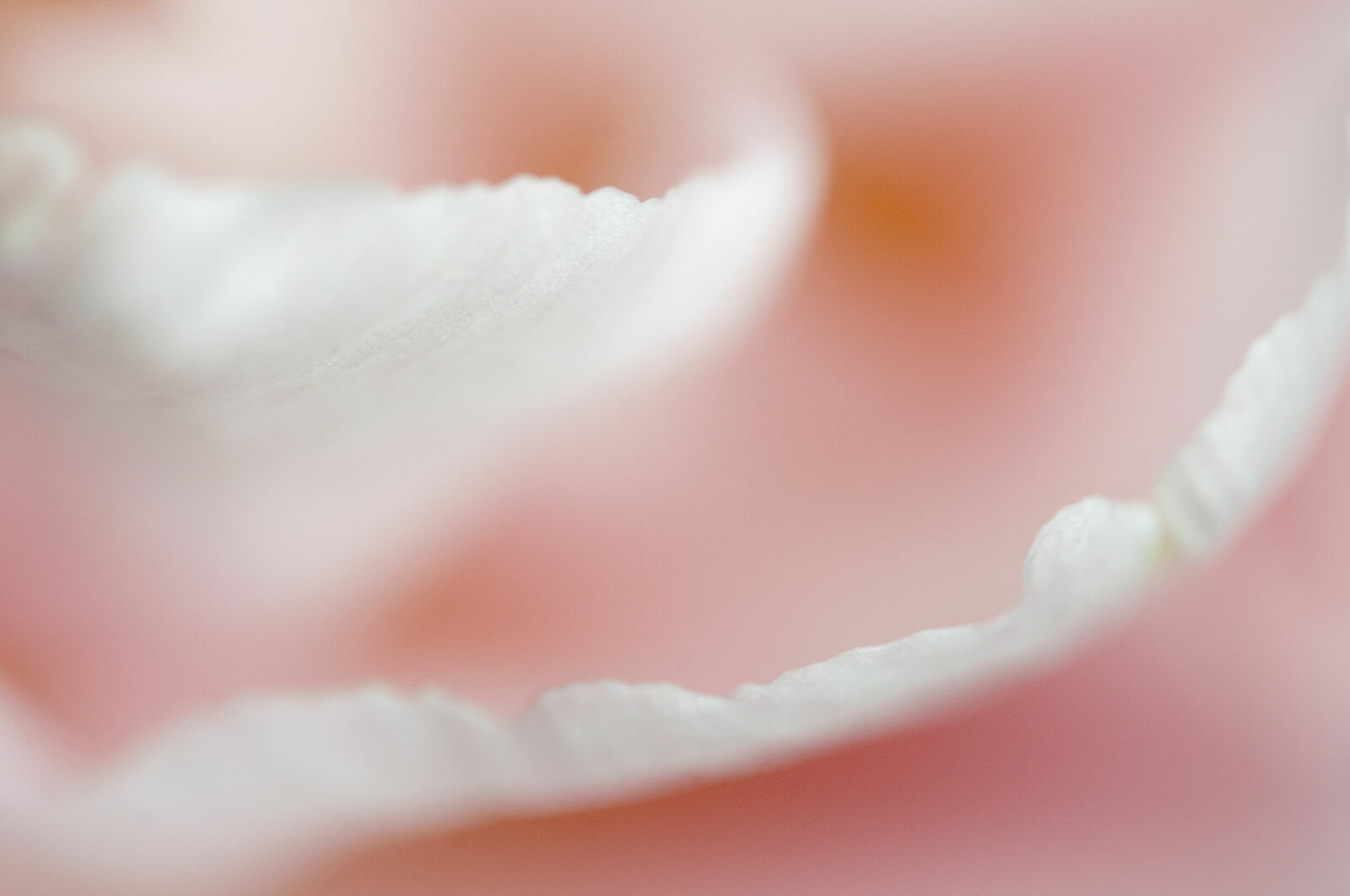 Alexander Kurlovich. Portfolio. MacroAbstract 2022. Untitled