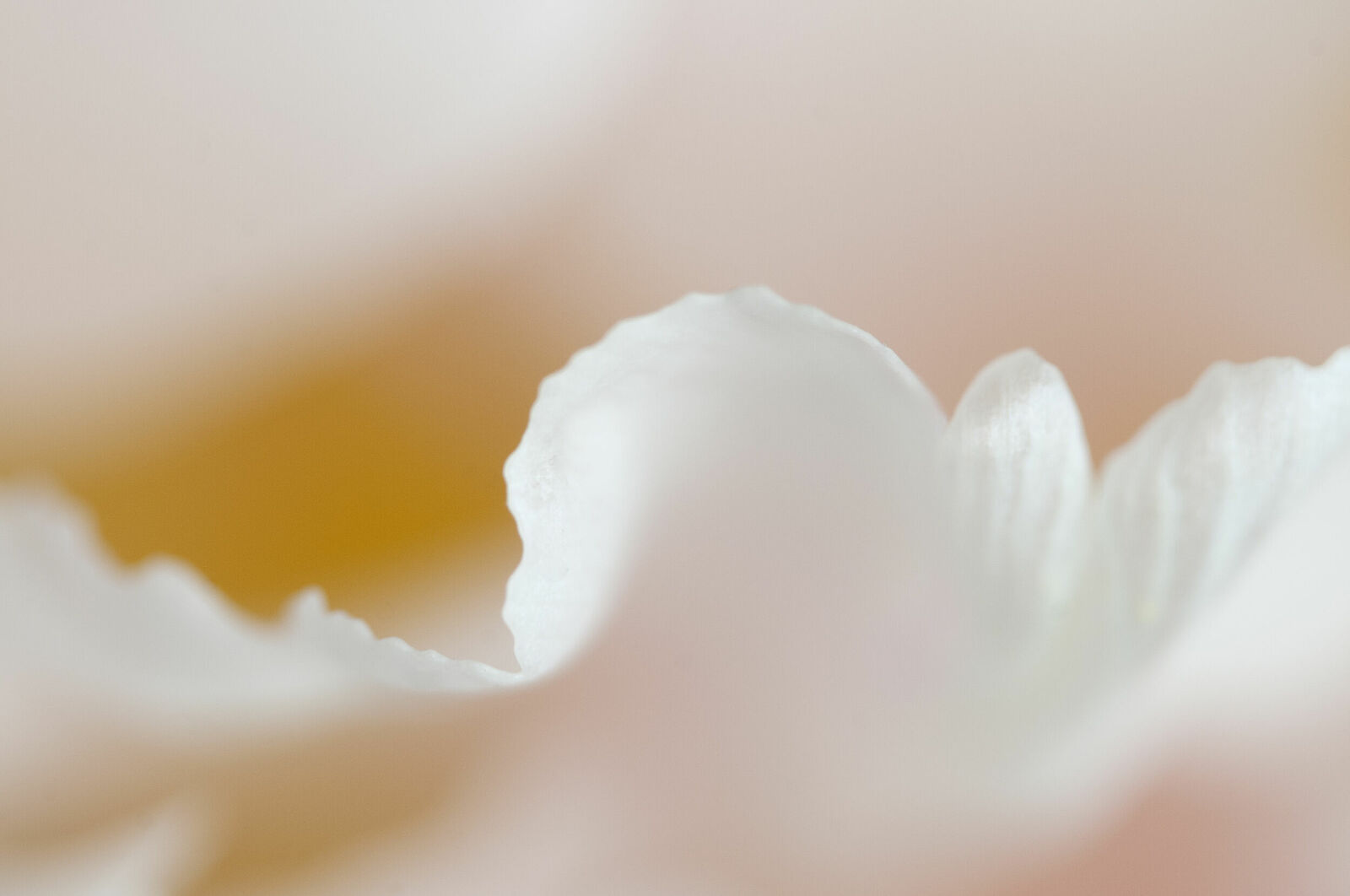 Alexander Kurlovich. Portfolio. MacroAbstract 2022. Untitled