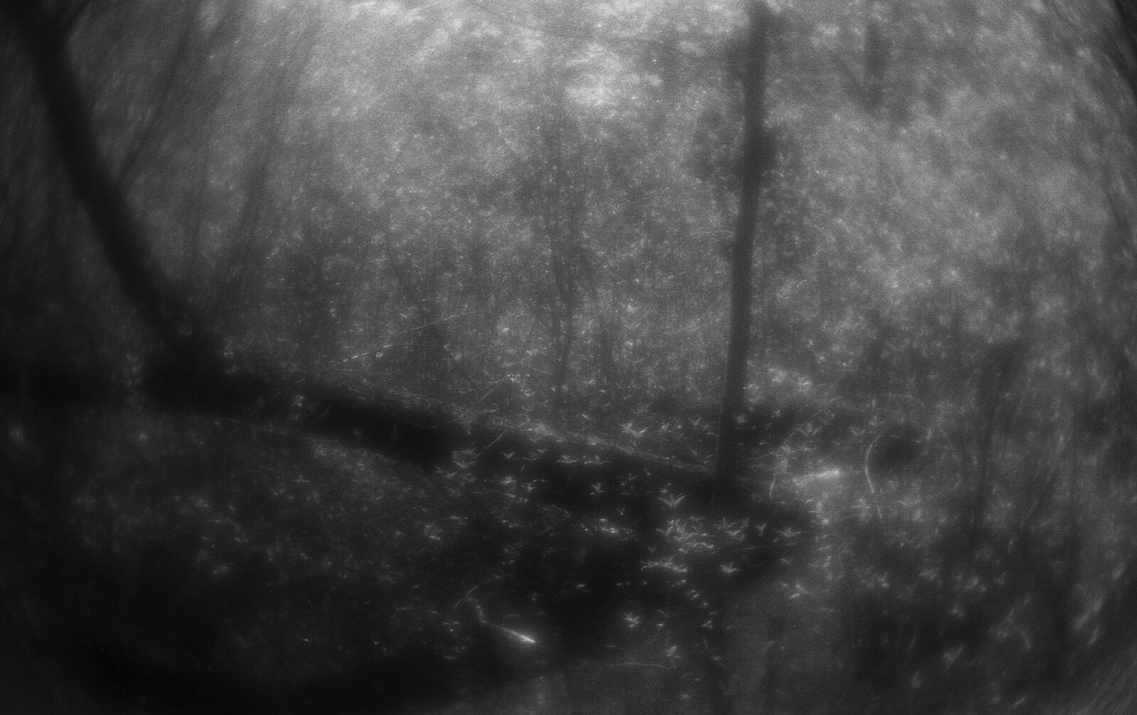 Alexander Kurlovich. Portfolio. Sokolniki 35 mm. Untitled