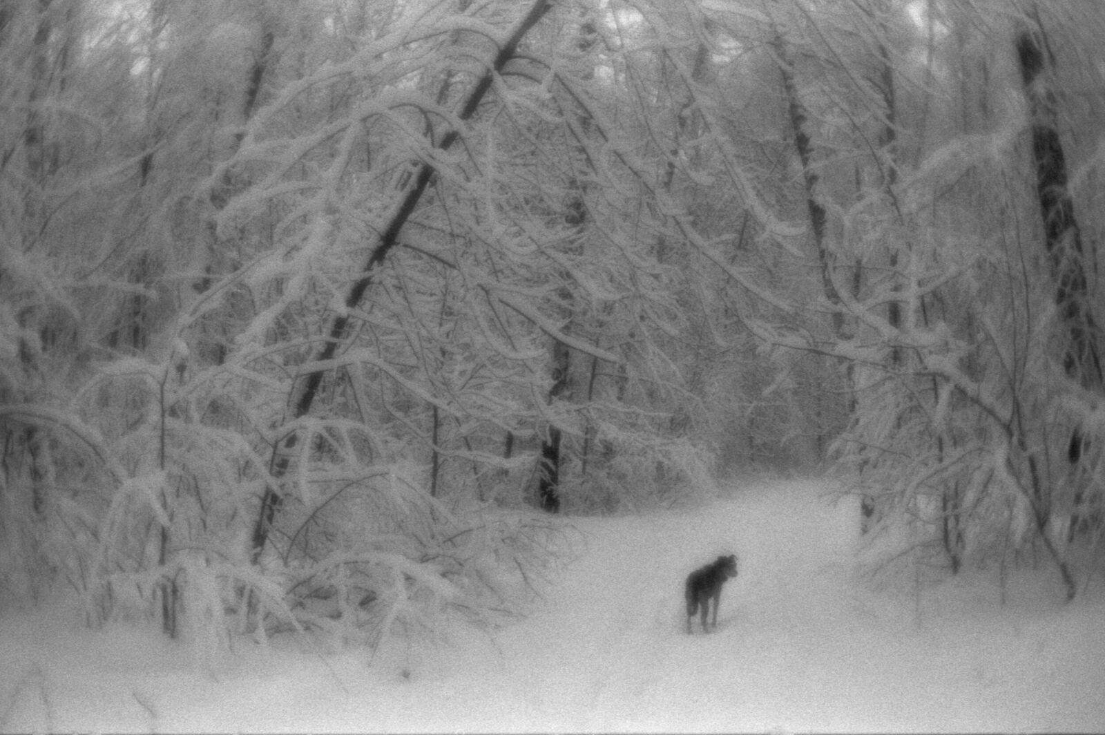 Alexander Kurlovich. Portfolio. Sokolniki 35 mm. Untitled