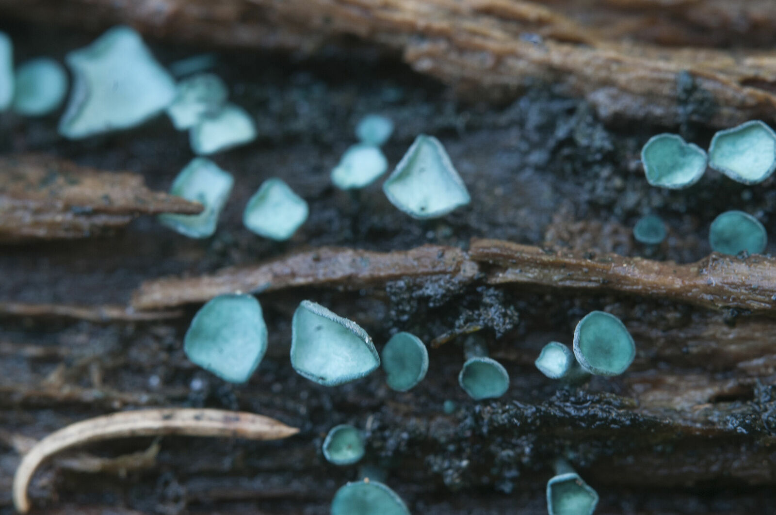 Хлороцибория сине-зеленоватая (Chlorociboria aeruginascens)