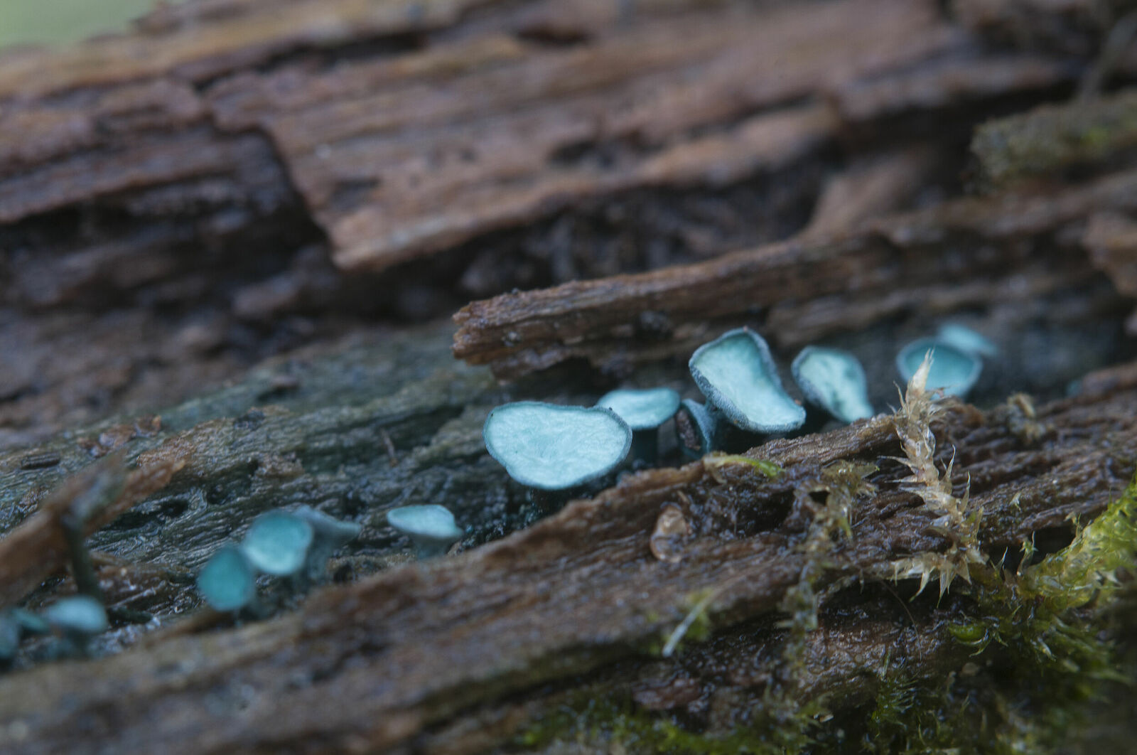 Хлороцибория сине-зеленоватая (Chlorociboria aeruginascens)