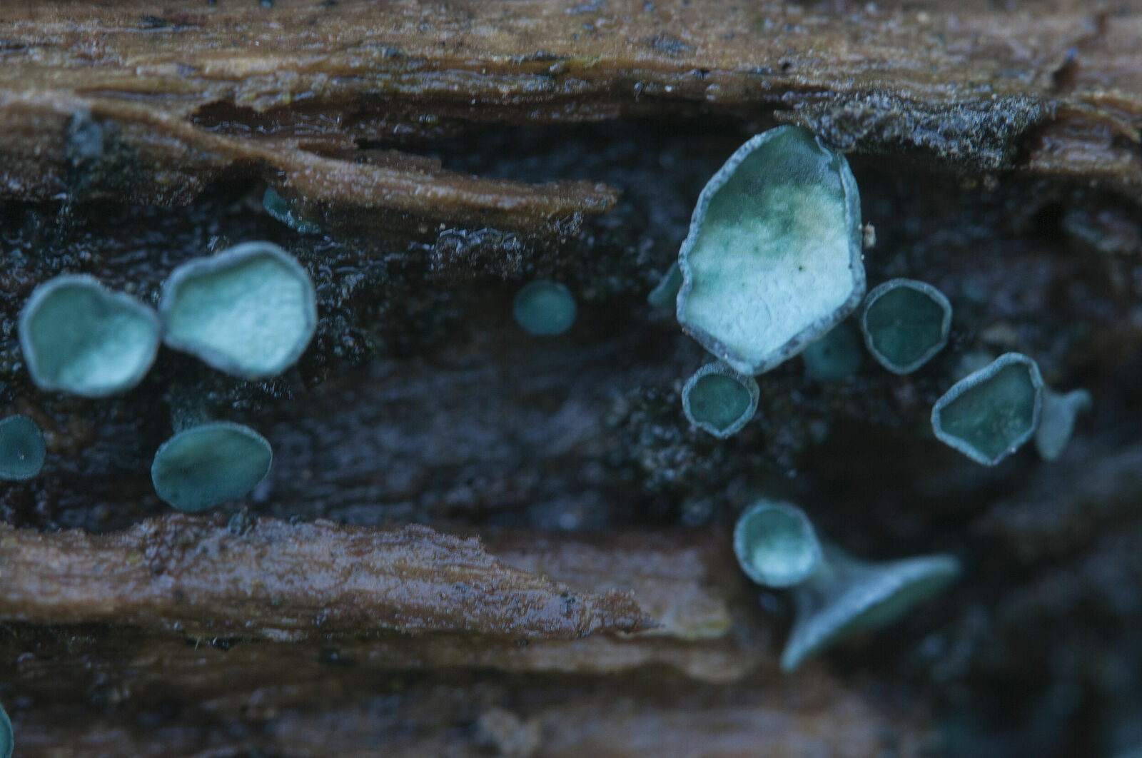 Хлороцибория сине-зеленоватая (Chlorociboria aeruginascens)