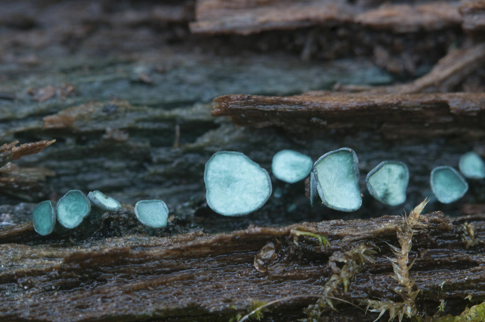 Хлороцибория сине-зеленоватая (Chlorociboria aeruginascens)